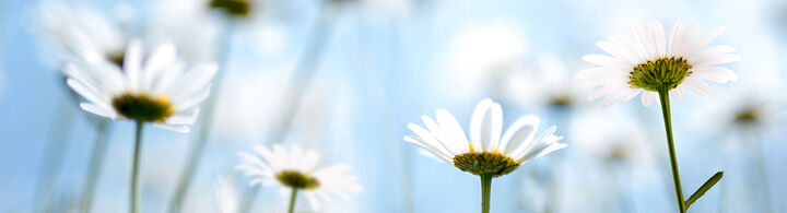 Printemps Printemps
