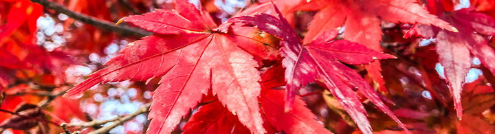 Automne Automne